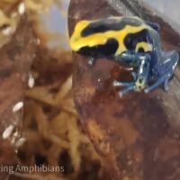 Dendrobates tinctorius Patricia dart frog