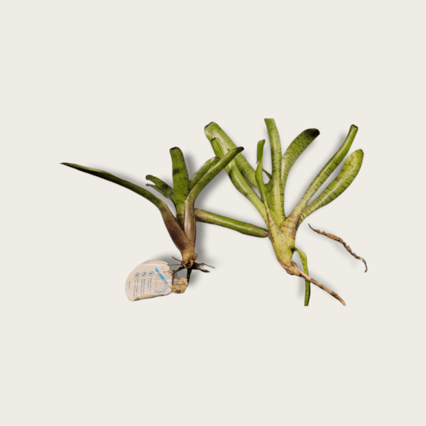 Neoregelia bromeliads
