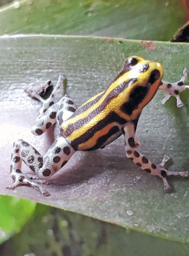 Ranitomeya sirensis orange pasco frog