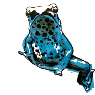 Dendrobates drawing by Justin Dangerson