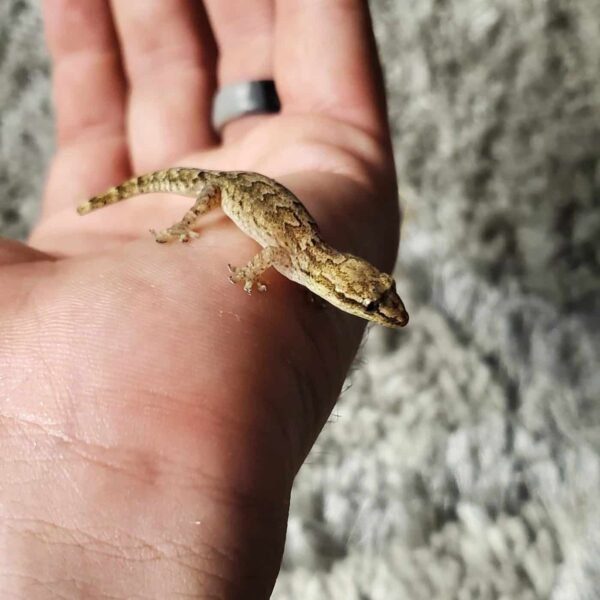mourning gecko on hand