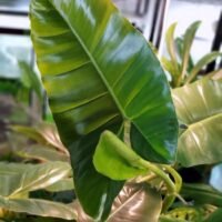 Philodendron 