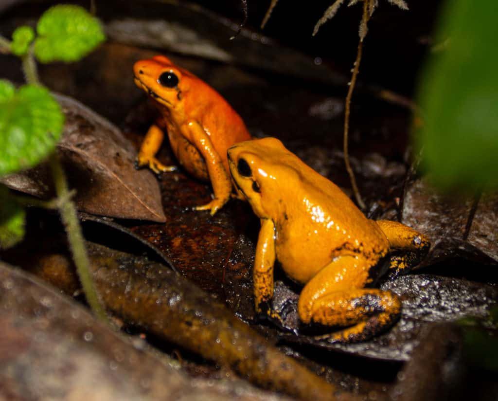 Phyllobates terribilis group frogs