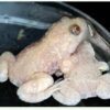 Albino bombina variegata toad