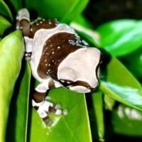 Amazon milk frog on leaf