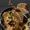 Jewel Orchid -Anoectochilus reinwardtii