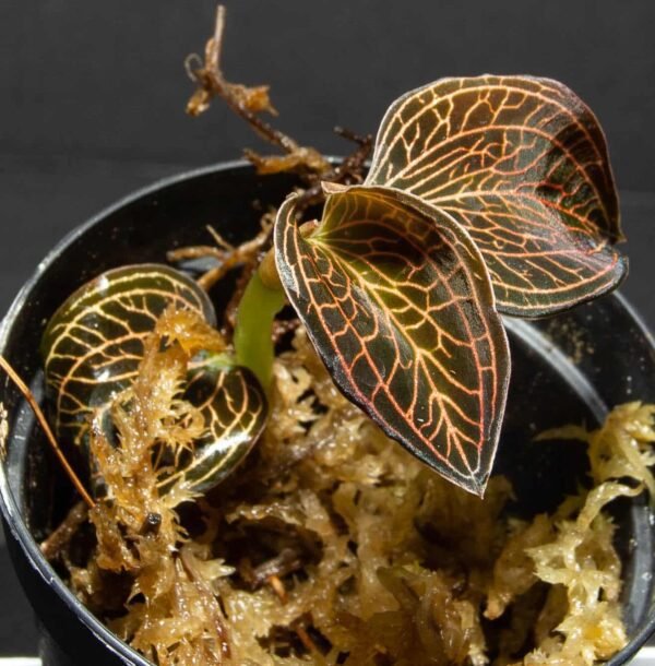 Jewel Orchid -Anoectochilus reinwardtii