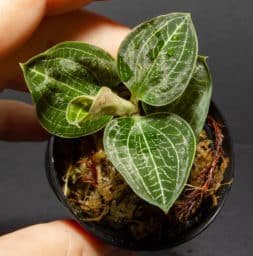 Jewel Orchid Anoectodes Charlottes web