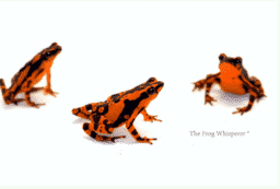 Atelopus suriname orange dart frog