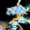 Rare amphibians - cruziohyla sylviae frog