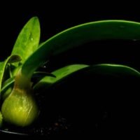 micro orchid - Dendrobium