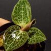 Jewel orchid dossinochilus turtle back
