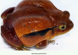 Dyscophus guineti adult frog