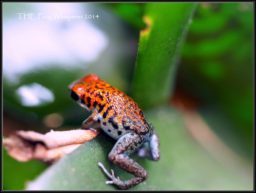 Oophaga pumilio esenada dart frog