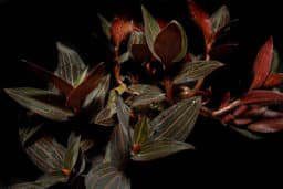 Jewel Orchid - Ludisia discolor 