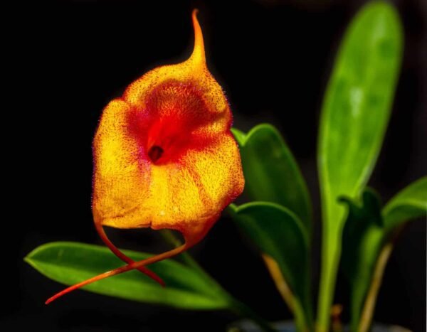 Micro orchid - Masdevallia mendozae Flower