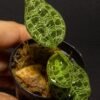 Jewel Orchid - Macodes Petola