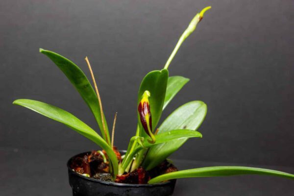 Micro Orchid - Masdevallia Pinot Noir (Amplexa X Cuprea)