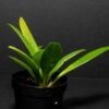 Micro Orchid - Masdevallia amplexa