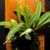 Micro Orchid - Masdevallia wendlandiana