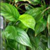 Philodendrons and other aroids