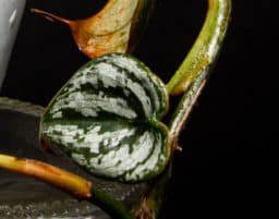 Philodendron branditanum