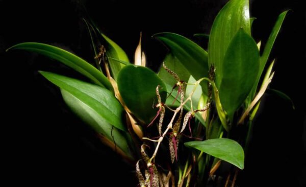 Micro Orchid Pleurothalis stricta