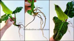 philodendron roots
