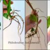 Philodendron roots