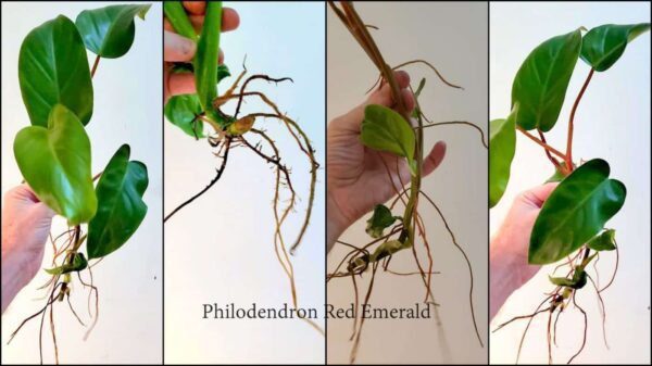 Philodendron roots