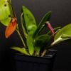 Micro Orchid - Restrepia cuprea
