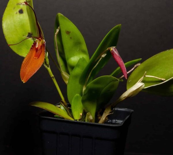 Micro Orchid - Restrepia cuprea