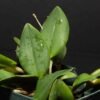 Micro Orchid - Restrepia Landsburgii
