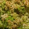 Selaginella krausiana gold tips