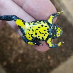 Yellow bellied toad - Bombina variegata