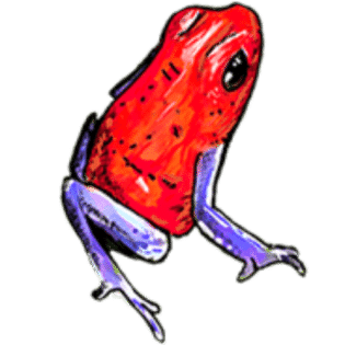 strawberry dart frog hand drawn