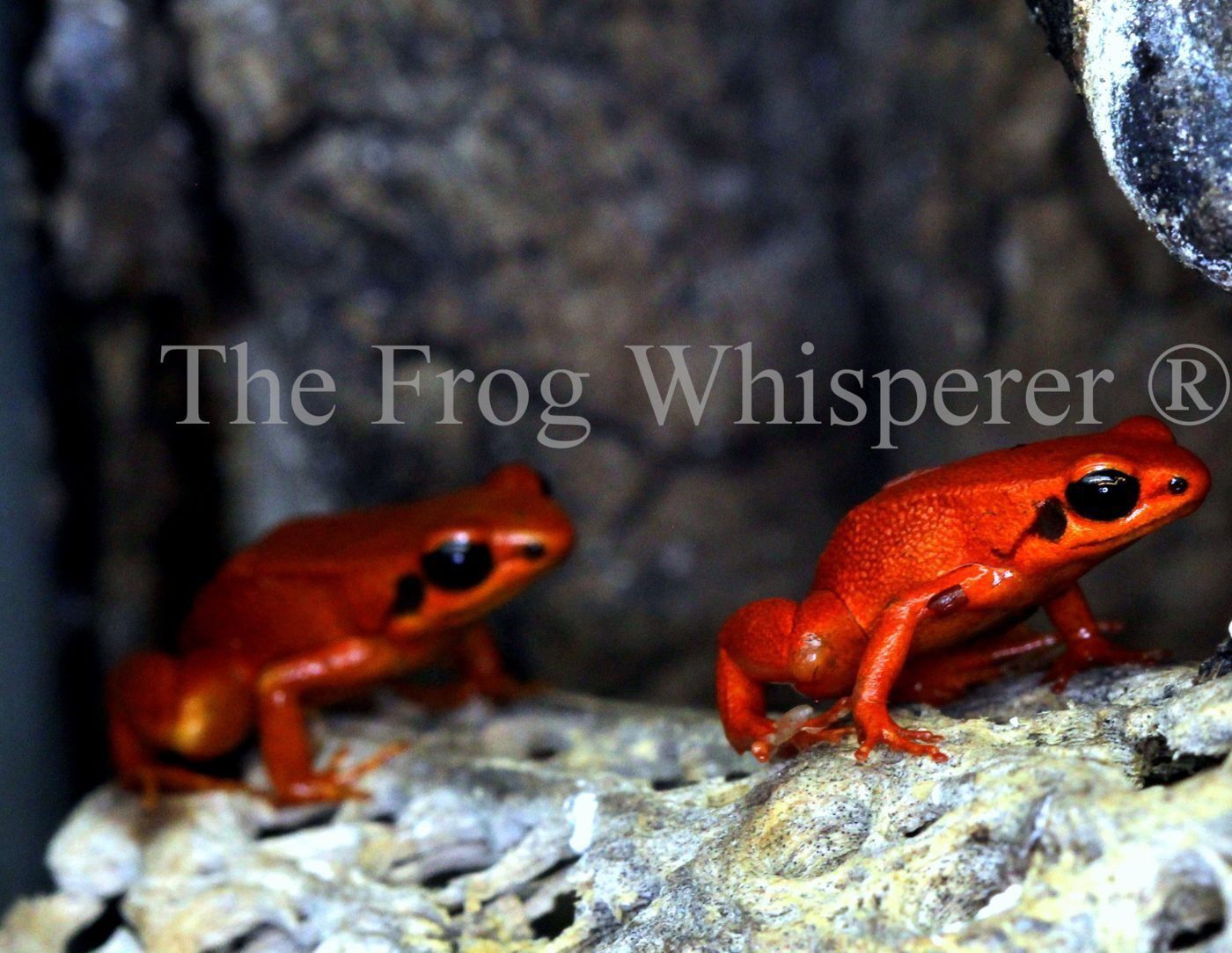 The Frog Whisperer, LLC ®