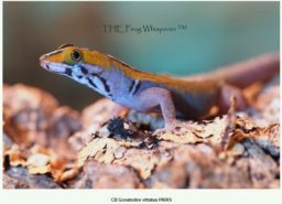 Gonatodes vittatus adult geckos for sale