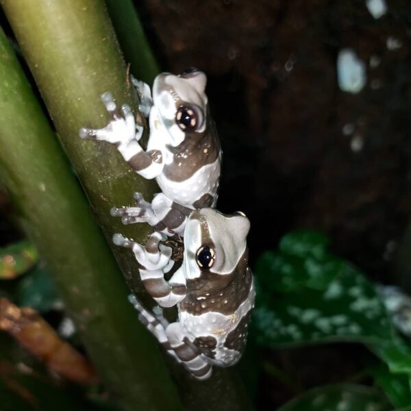 amazon milk frog on stem