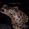 triprion petasatus duckbill tree frog for sale by Shawn Harrington