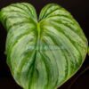 philodendron mamei aff leaf