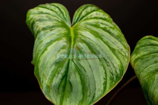 philodendron mamei aff leaf