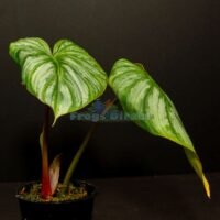 Philodendron mamei aff