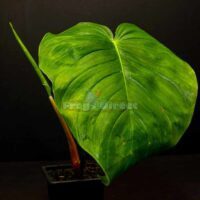 Philodendron quelelii