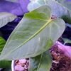 Anthurium angamarcanun plant