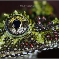 Vietnamese mossy frogs