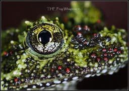 Vietnamese mossy frogs