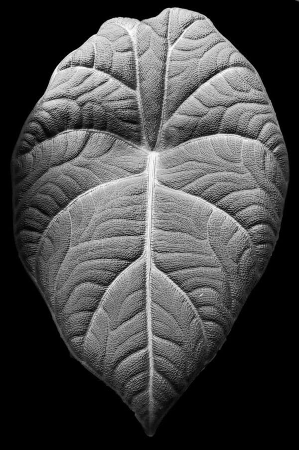 Alocasia maharani black and white