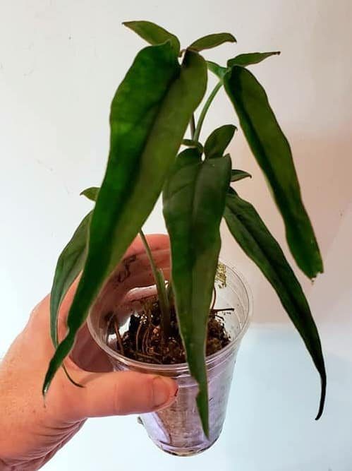Syngonium lanceleaf plant