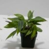 Micro orchid - pleurothalis palliolota